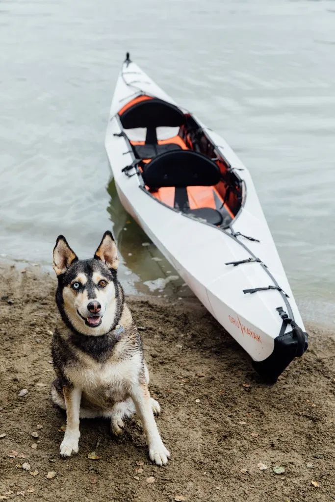 a dog sitting next to a kayak in the sand at the water's edge