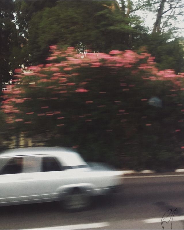 a white car driving down the road next to pink flowers