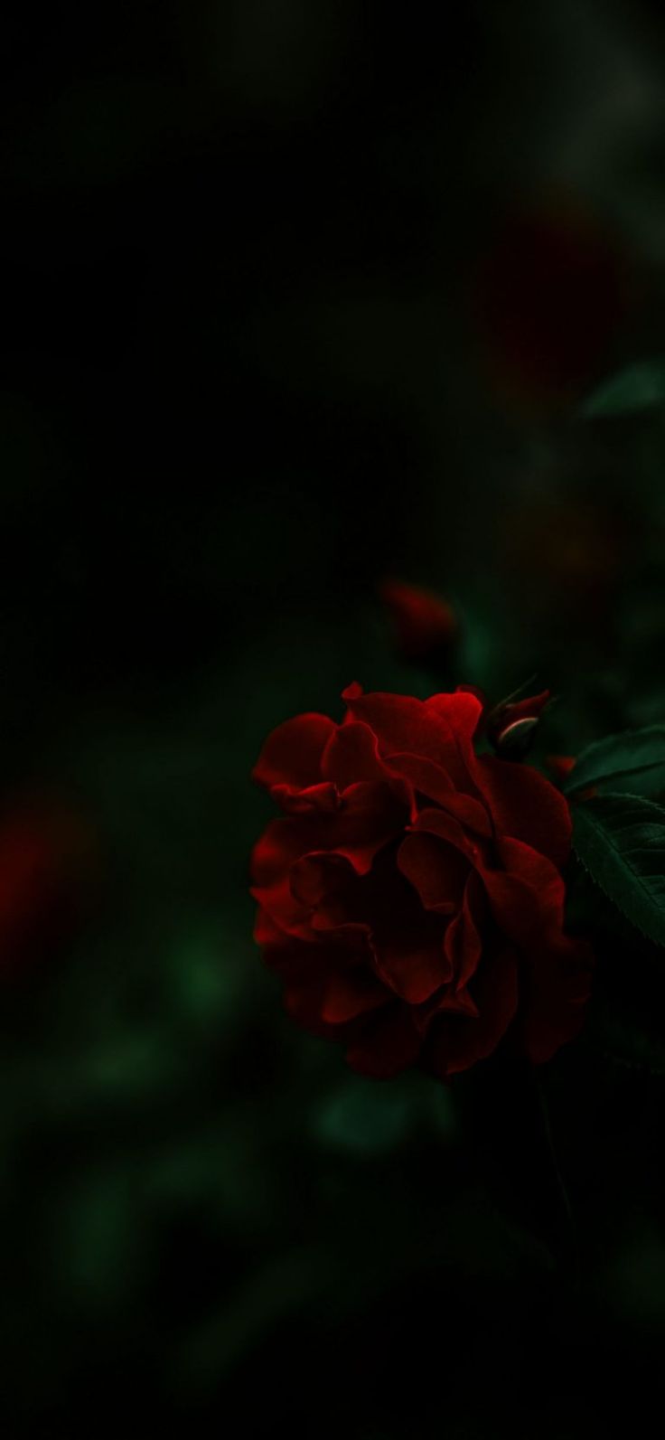 a single red rose sitting on top of a green leafy plant in the dark