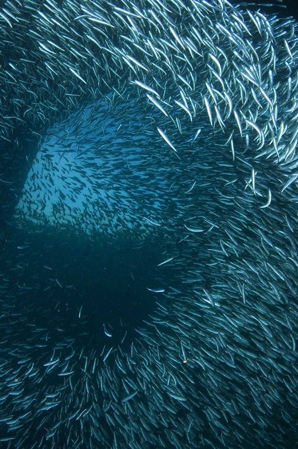 a large group of fish swimming in the ocean