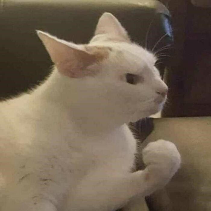 a white cat sitting on top of a couch