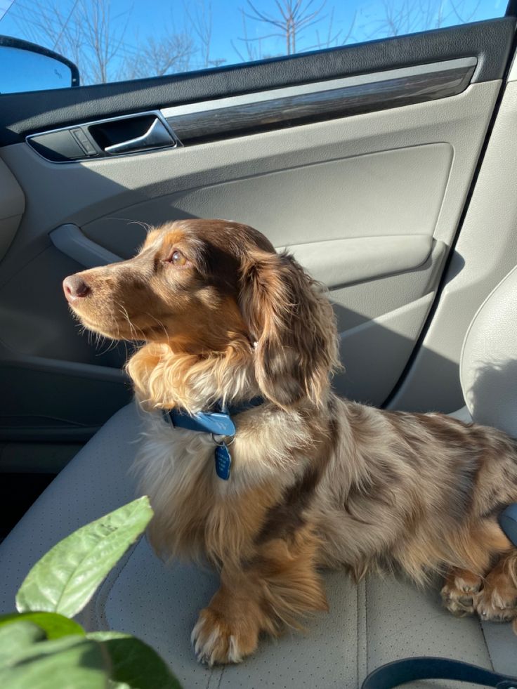 a dog sitting in the back seat of a car