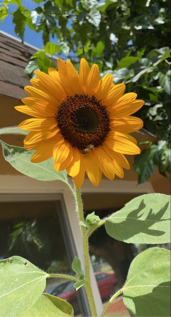 a large yellow sunflower in front of a house with green leaves on the outside