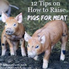 two baby pigs standing next to each other on top of dirt and grass with the words, 12 tips on how to raise pigs for meat