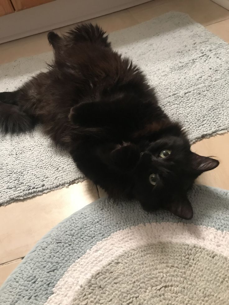 a black cat laying on its back on top of a blue and white rug next to a door