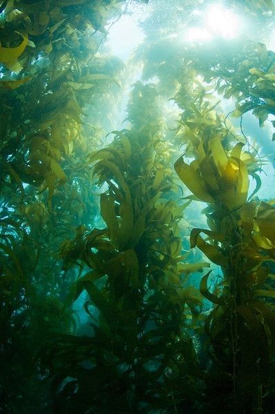 the sun shines through some seaweed in an underwater forest filled with plants and fish