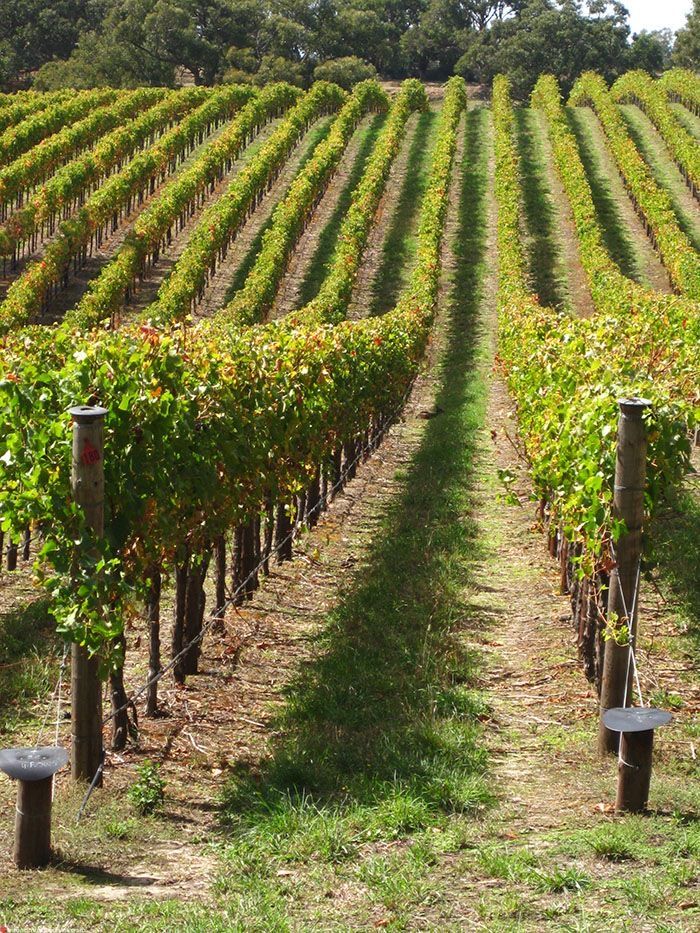 rows of vines in the middle of a vineyard