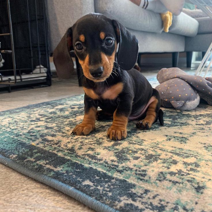 a small black and brown dog sitting on top of a rug next to a stuffed animal