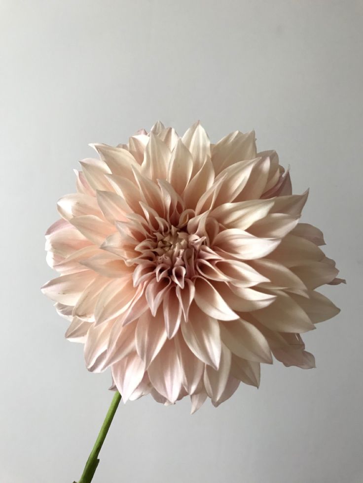 a large pink flower is in a vase