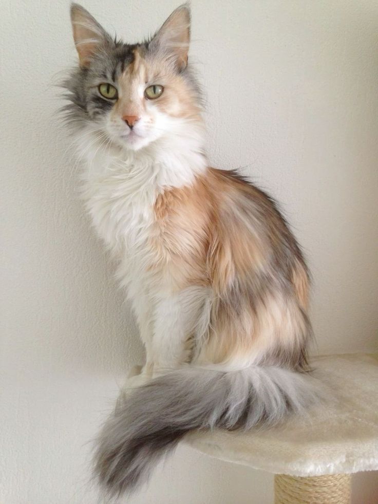 a long haired cat sitting on top of a scratching post next to a white wall