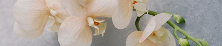 some white flowers are hanging on the wall and one is blooming from it's petals