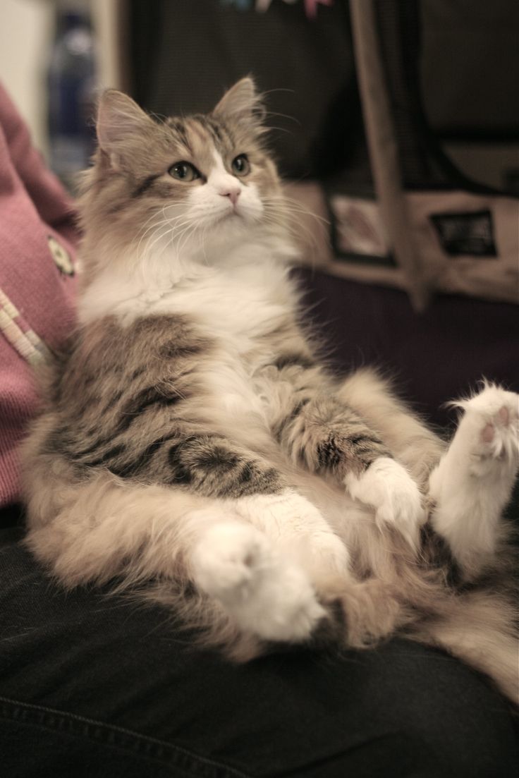 a fluffy cat laying on top of a person's lap