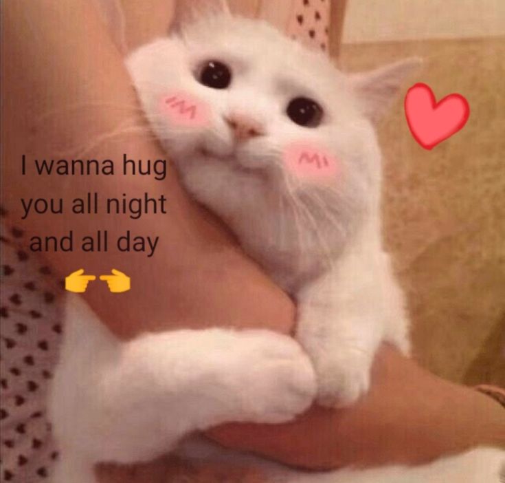 a person holding a white cat with the caption i wanna hug you all night and all day