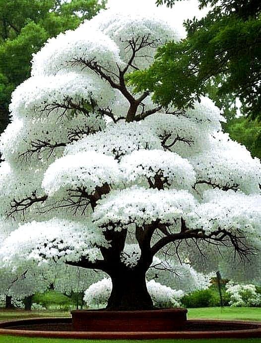 a large white tree with lots of leaves