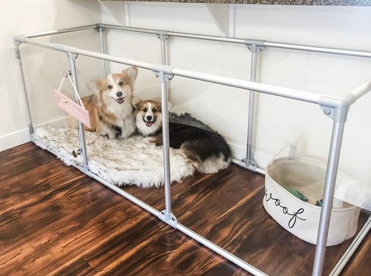 two dogs are sitting in their kennel at the same time as they wait for their owner to come home