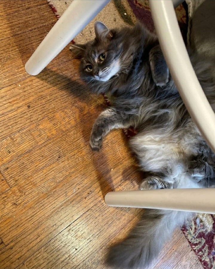 a cat laying on the floor under a chair