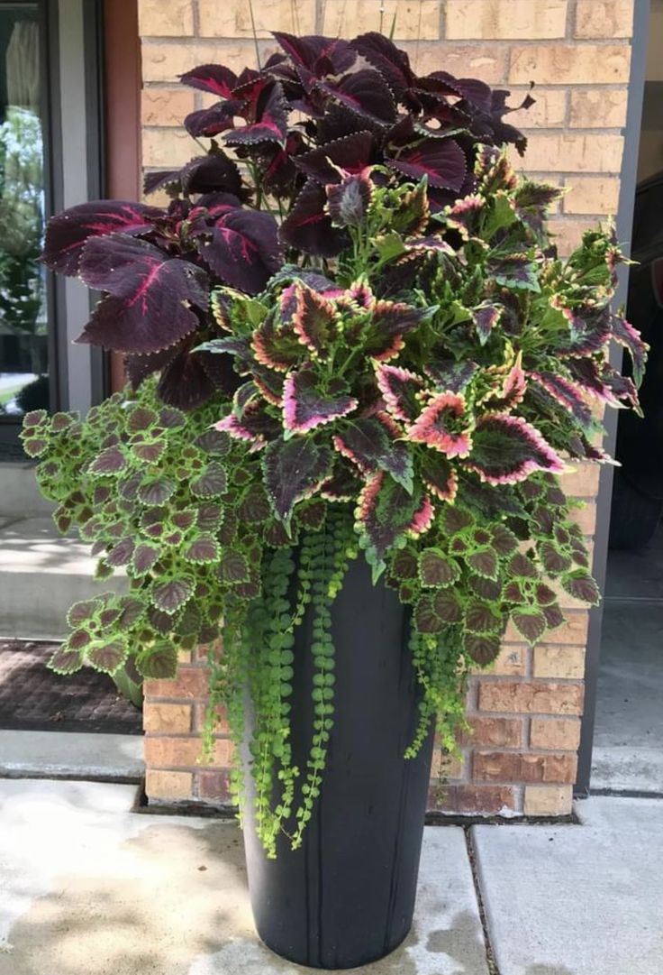 a large potted plant sitting on top of a sidewalk