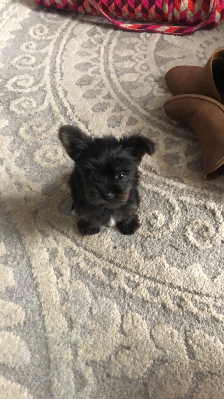 a small black dog sitting on top of a carpet next to a pair of shoes