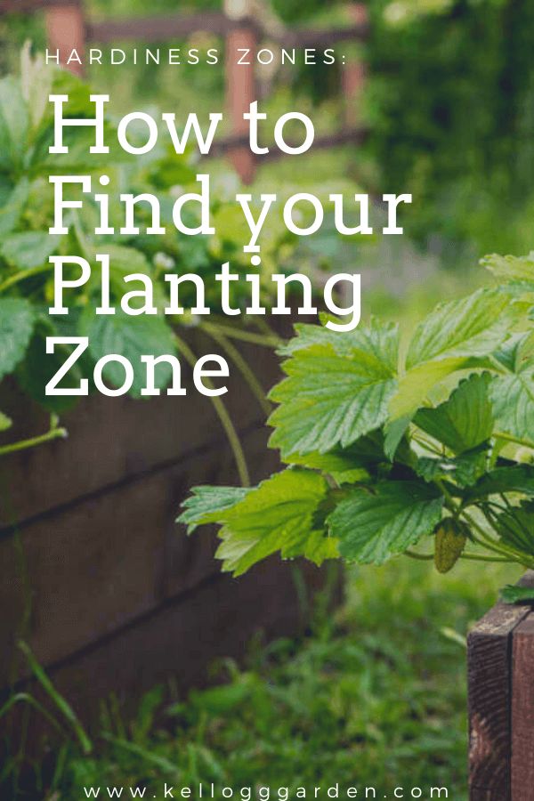 a planter filled with green leaves and the words how to find your planting zone