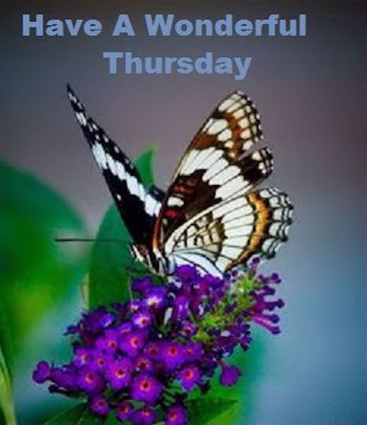 there is a butterfly that is sitting on some purple flowers with the words have a wonderful thursday