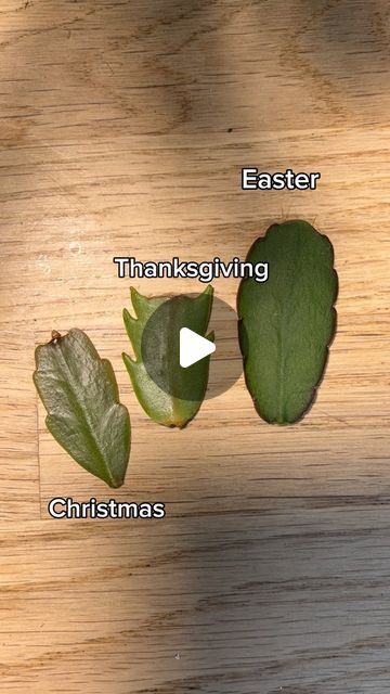 three different types of leaves on a wooden surface with the words easter, thanksgiving and christmas