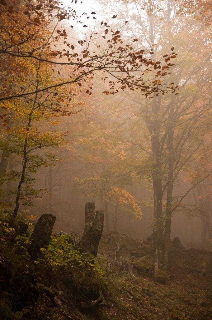 foggy forest with trees in the foreground and yellow leaves on the ground below