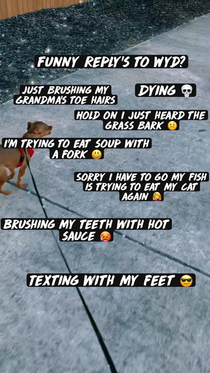 a dog on a leash with the words funny repris to nyp? and an emoticive message