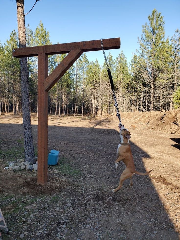 a dog is swinging on a rope in the woods