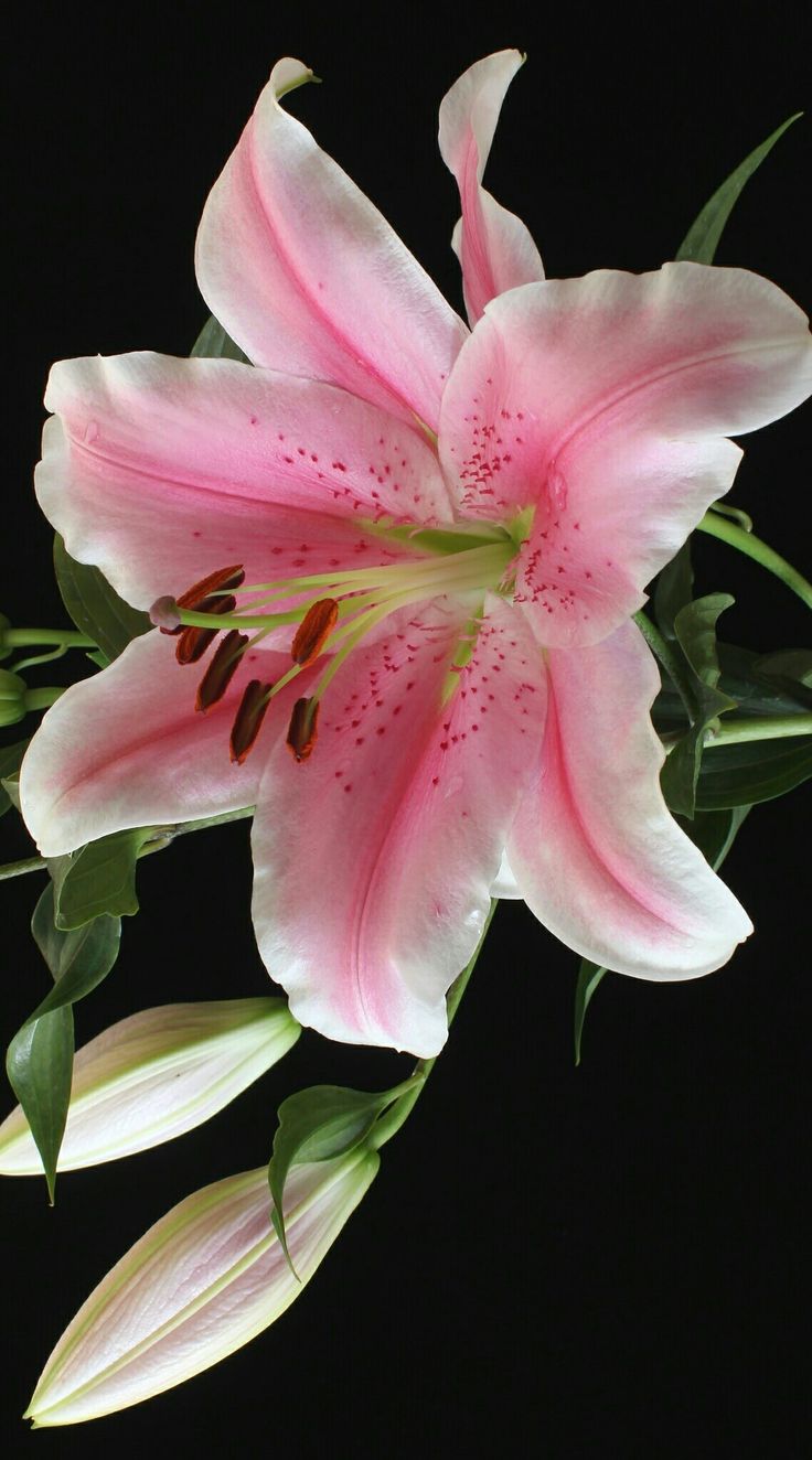 a pink flower with green leaves on a black background