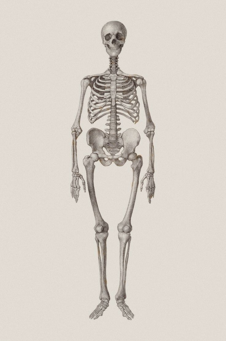 a drawing of a human skeleton with the lower body and upper limb visible, viewed from the front