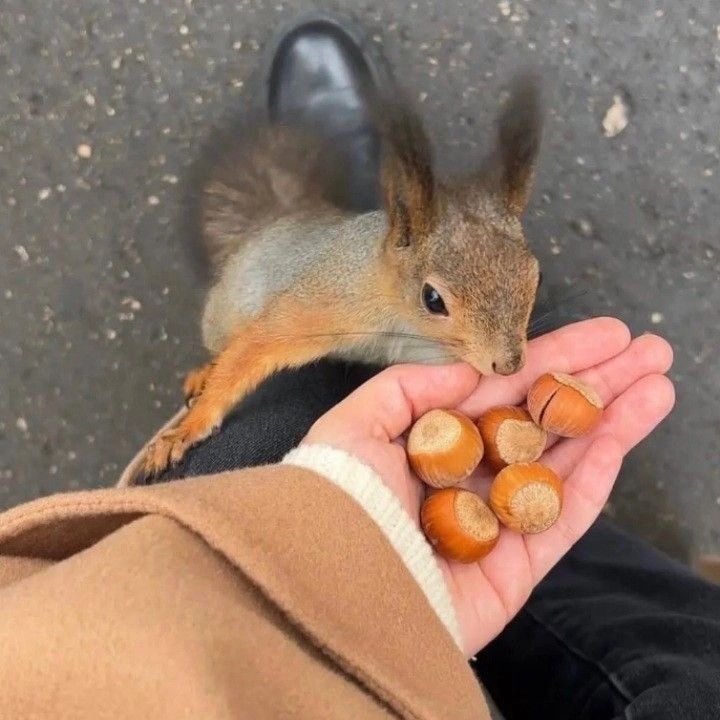 a squirrel eating nuts from someone's hand