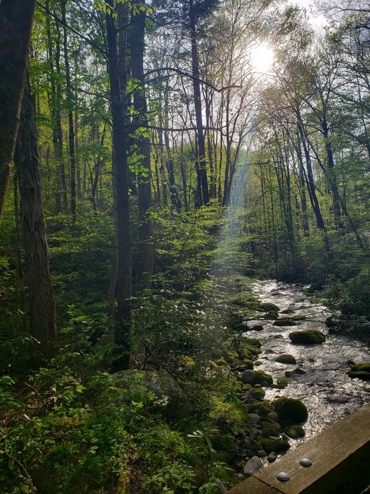 the sun shines brightly through the trees over a stream that runs through a wooded area