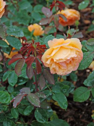 two yellow roses are blooming in the garden with green leaves and brown ground behind them