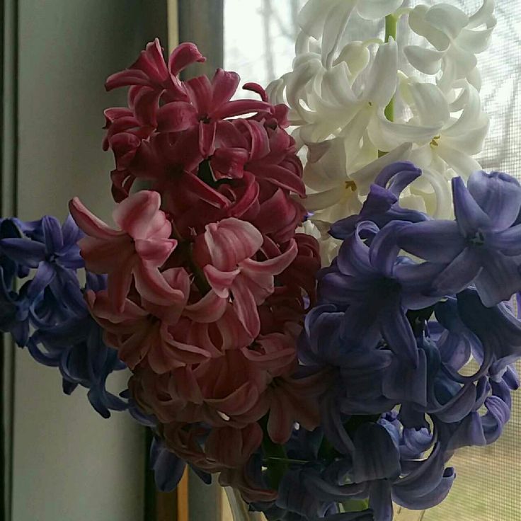 a vase filled with purple and white flowers next to a window