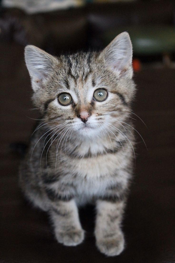 a small kitten sitting on top of a wooden floor