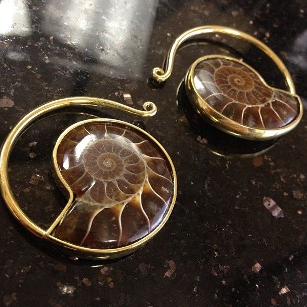 Amazing ammonite jewelry Ammonite Earrings, Ammonite Shell, Ammonite Jewelry, Fossil Jewelry, Metal Clay, Wire Wrapped Jewelry, Metal Jewelry, Artisan Jewelry, Wire Jewelry