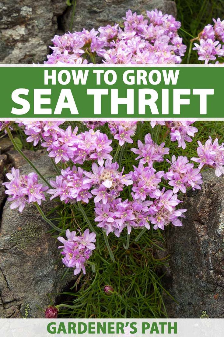 purple flowers growing out of the ground with text overlay how to grow sea thrift garden's path