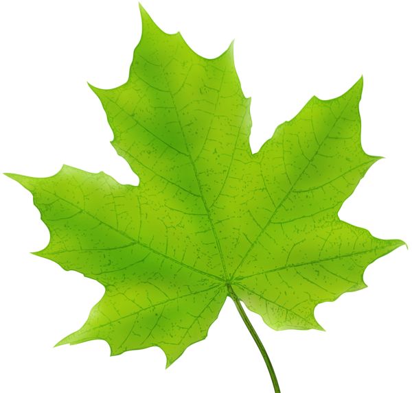 a green leaf is shown on a white background