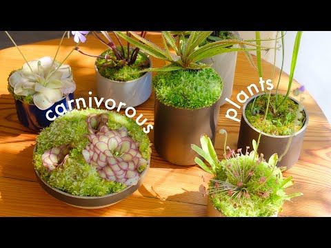 several potted plants on a table with the words cannivors above them