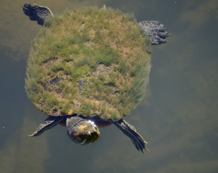 a turtle swimming in the water with grass on it's back and its head above the water