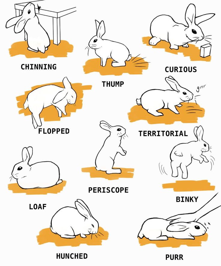 rabbits and other animals that are in different positions