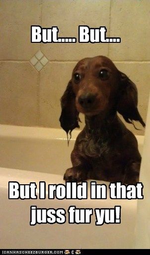 a brown dog sitting in a bathtub with caption that reads, but but i rolled in that just fur you