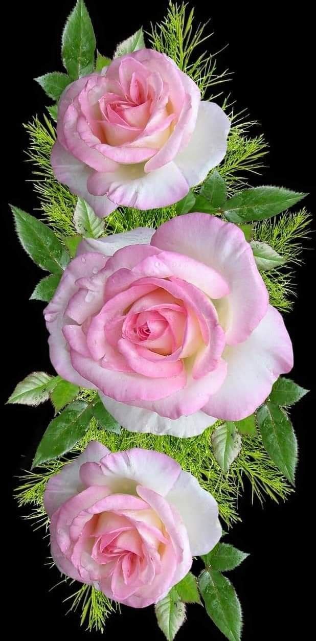 three pink roses with green leaves on a black background