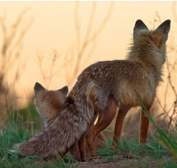 two foxes standing next to each other in the grass