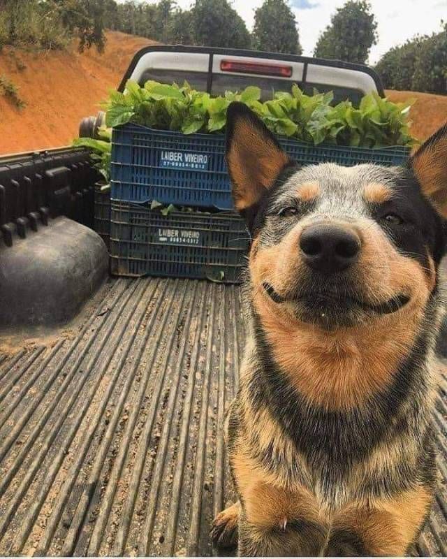 a dog sitting in the back of a truck with some plants on it's bed