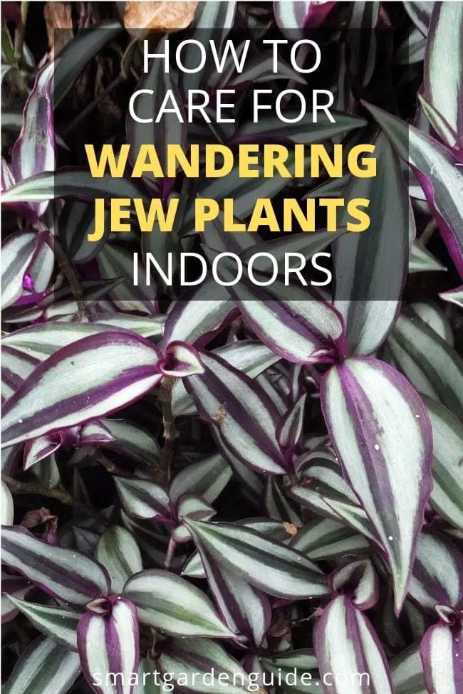 purple and white plants with text overlay that reads how to care for wandering jew plants indoors