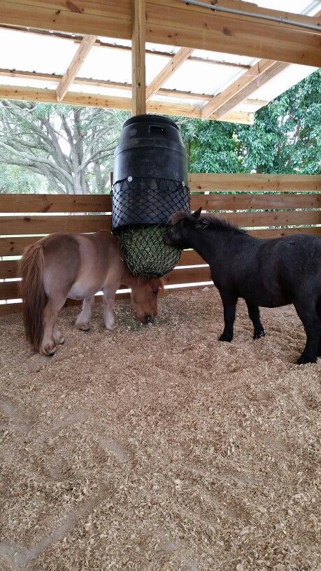 two miniature horses are eating hay from a bucket on their head while another horse is standing next to them