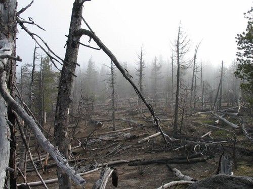 a forest filled with lots of dead trees and fallen down branches on top of it