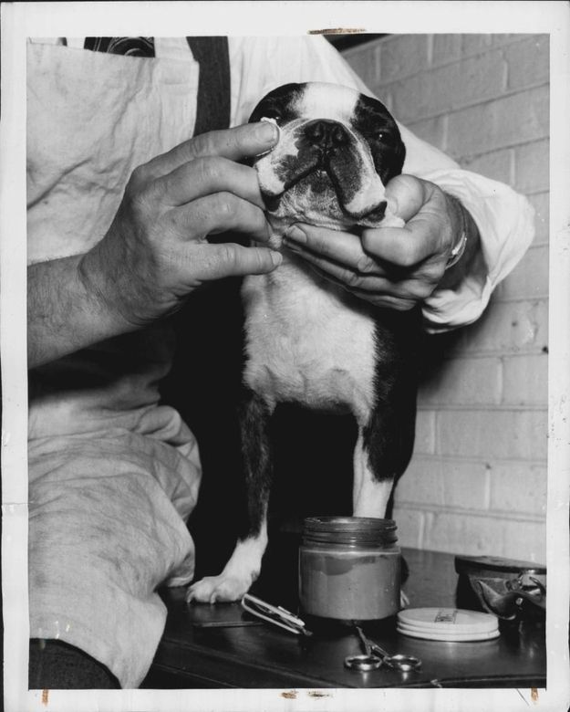 an old black and white photo of a person holding a small dog in their hands