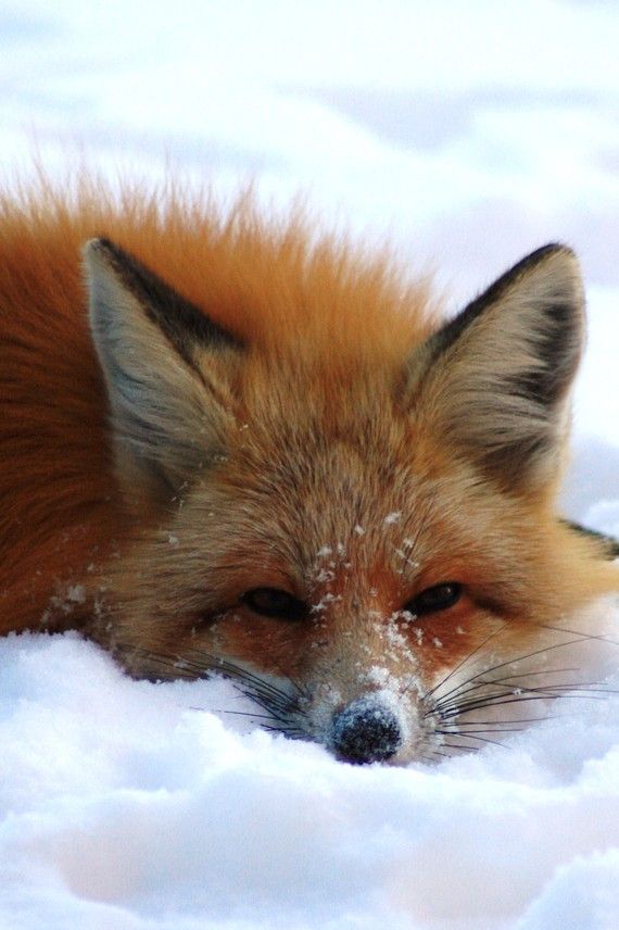 a red fox laying in the snow with its eyes closed and it's head turned to the side